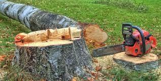 Best Tree Removal Services  in Freeport, NY